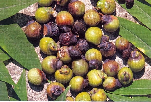 금덕무환자나무및팽나무군락 - 이미지 1