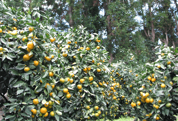 해품은체험농장 - 이미지 1