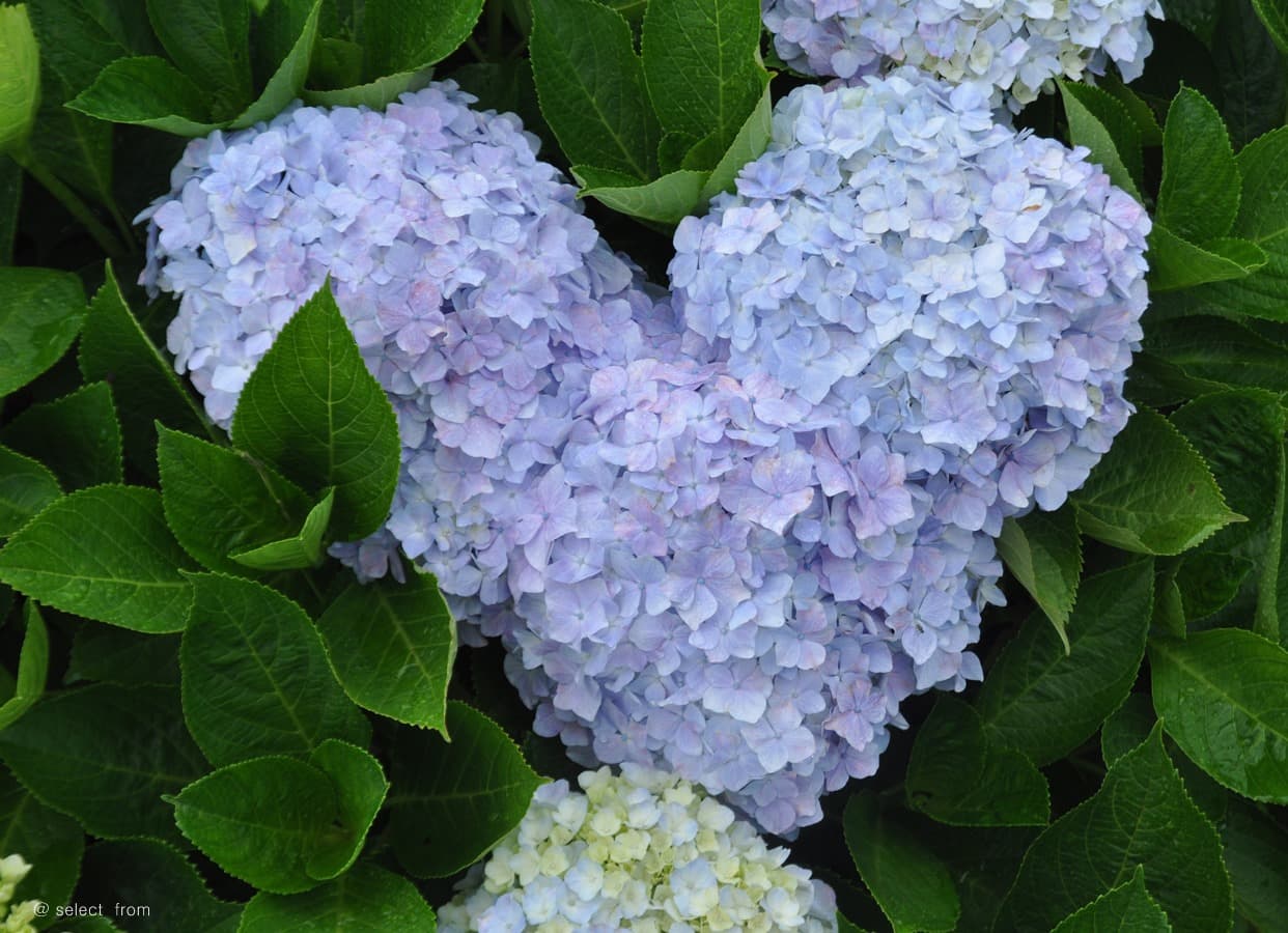 종달리수국길 - 이미지 1