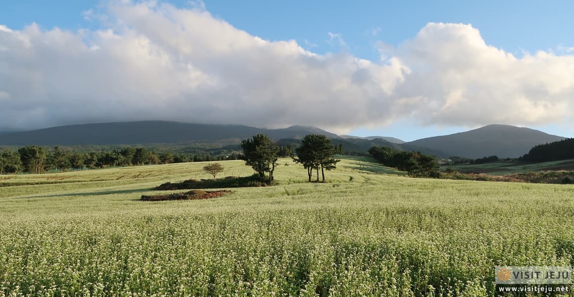 Ora-dong green barley - buckwheat field - 이미지 1