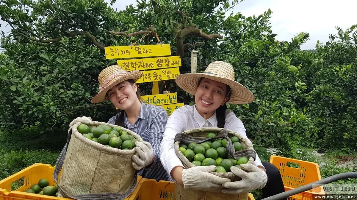 맛있는 철학자(태반의땅제주) - 이미지 1