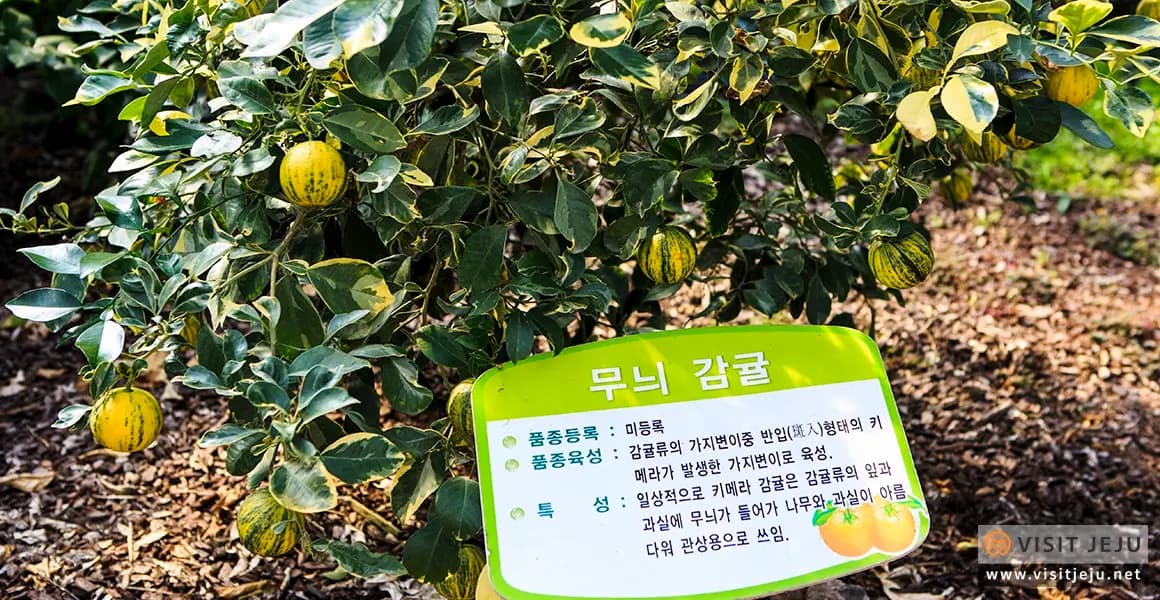 서귀포농업기술센터 제주농업생태원 - 이미지 1