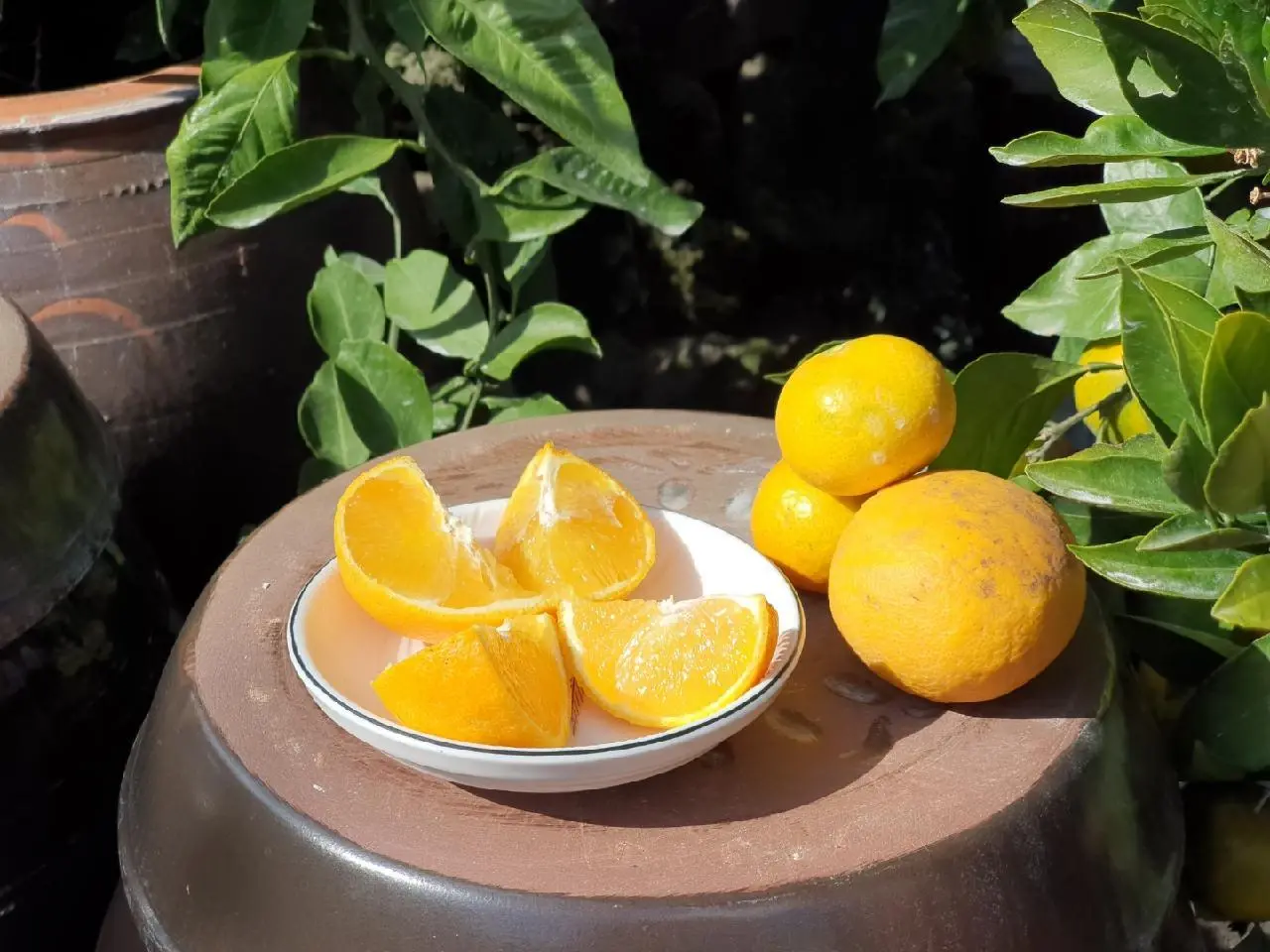 제주어울림감귤체험농장(제주옥림) - 이미지 1