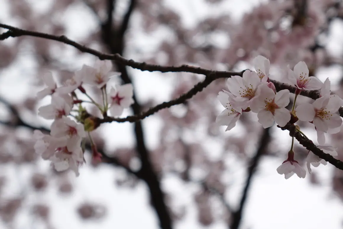 제주대학교 가는길 - 이미지 1