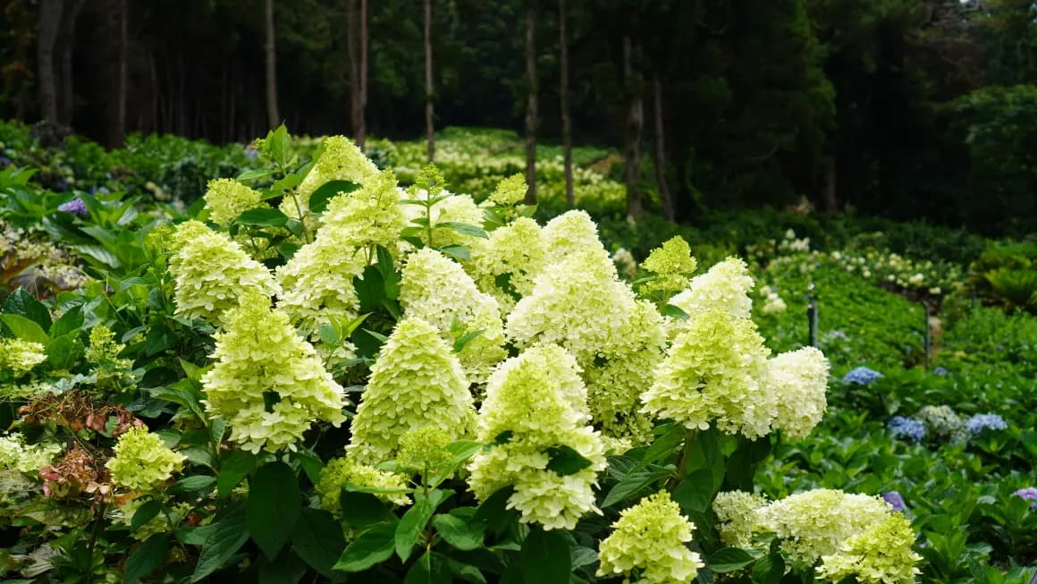 제주 숨도 - 이미지 1