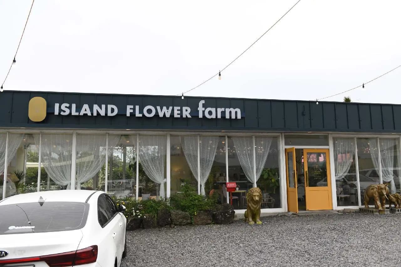 아일랜드 플라워 - 이미지 1