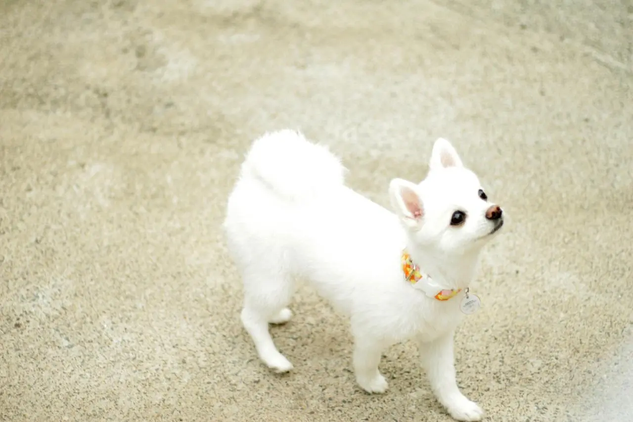 해피애견놀이방 - 이미지 1