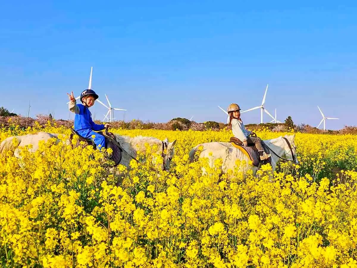 가시리조랑말체험공원 - 이미지 1