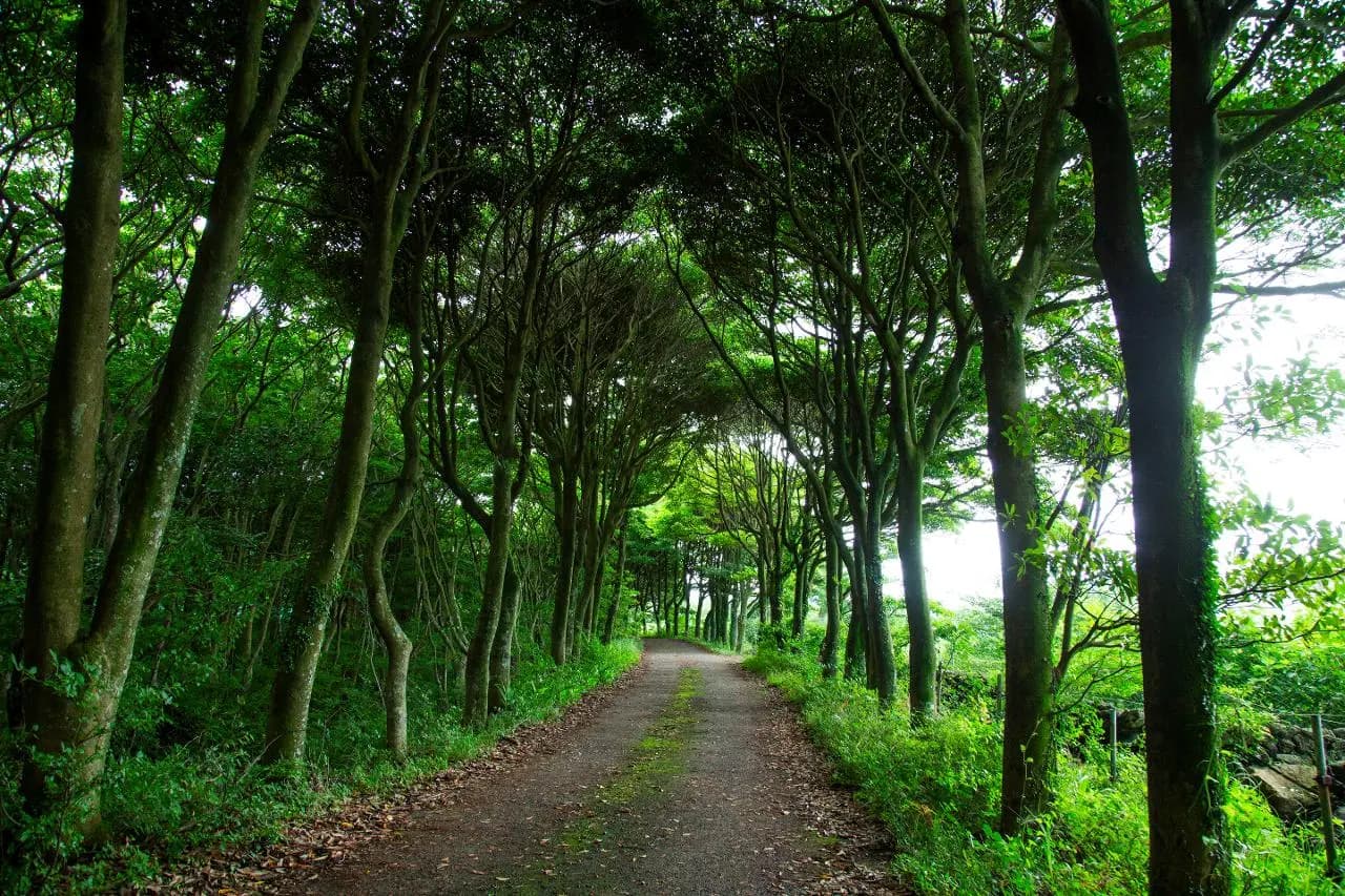 후박나무길 - 이미지 1