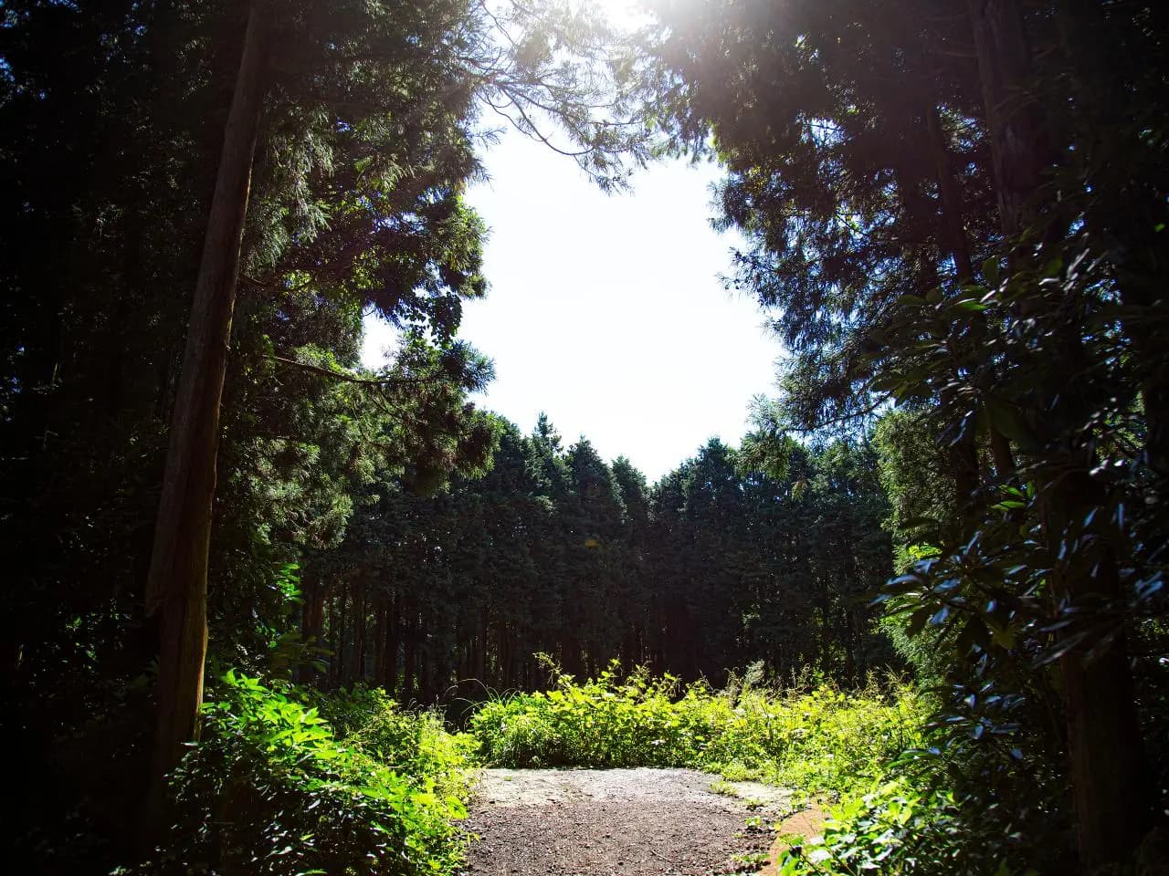 비밀의 숲 - 이미지 1