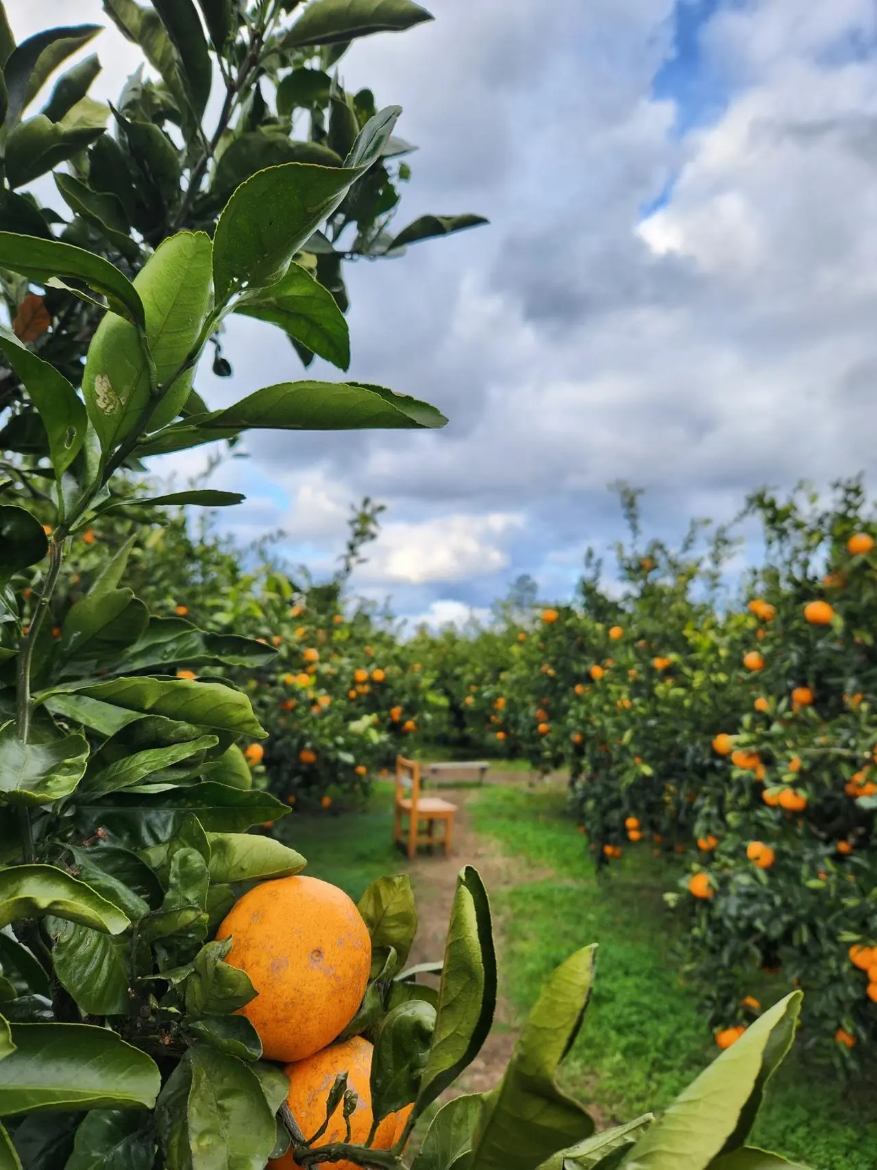 귤의정원 바령 - 이미지 1